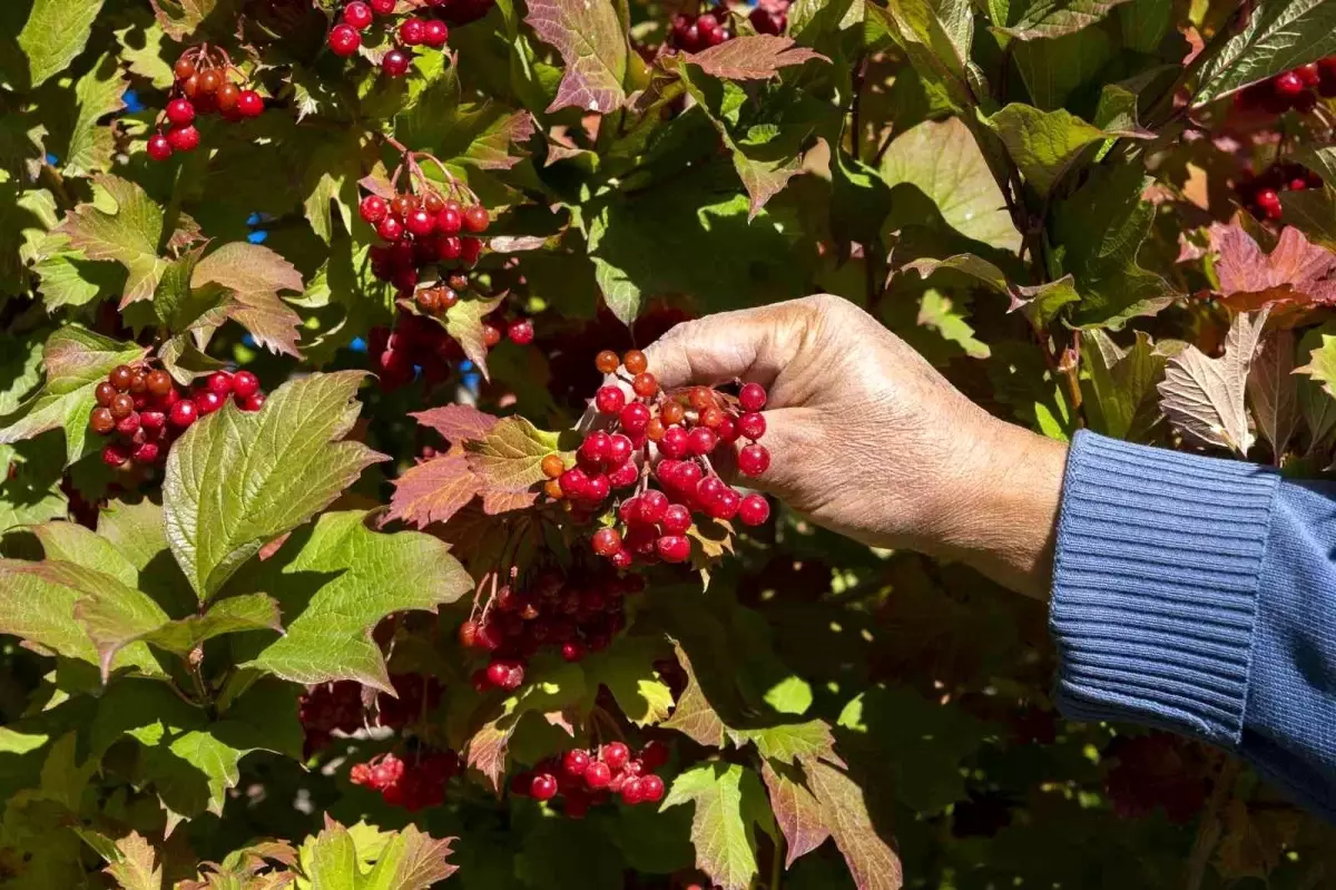 Kayseri\'de gilaburu hasadı başladı