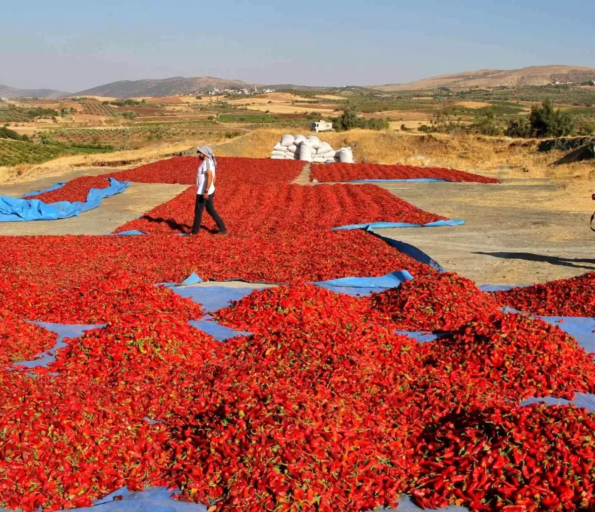 Maraş biberinin sofralara yolculuğu