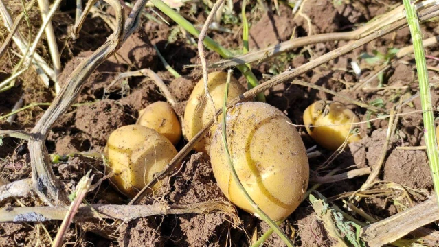 Patates rekoltesinin bu yıl 5 milyon ton olması bekleniyor