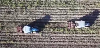 Patates üretiminden 500 milyon lira gelir hedefleniyor