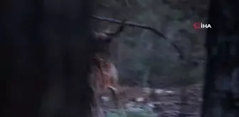 Üreme döneminde böğüren ala geyiklerin sesi 5 kilometre öteden işitiliyor