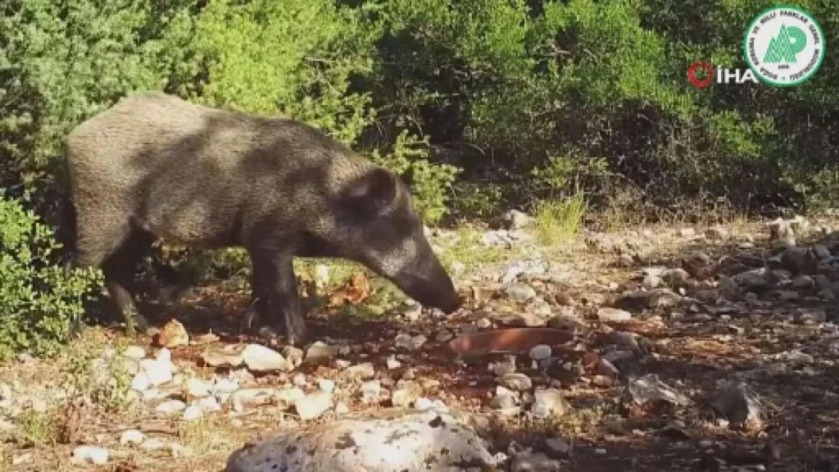 DKMP fotokapana takılan yabani hayvanların görüntüsünü paylaştı