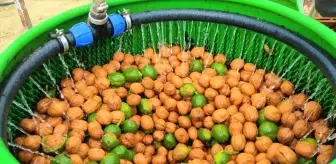 Edirne'de ceviz hasadı başladı