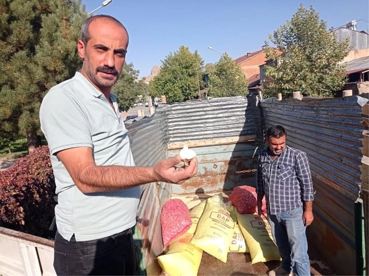 Elazığ\'da çiftçilere yüzde 75 hibeli sarımsak tohumu dağıtıldı