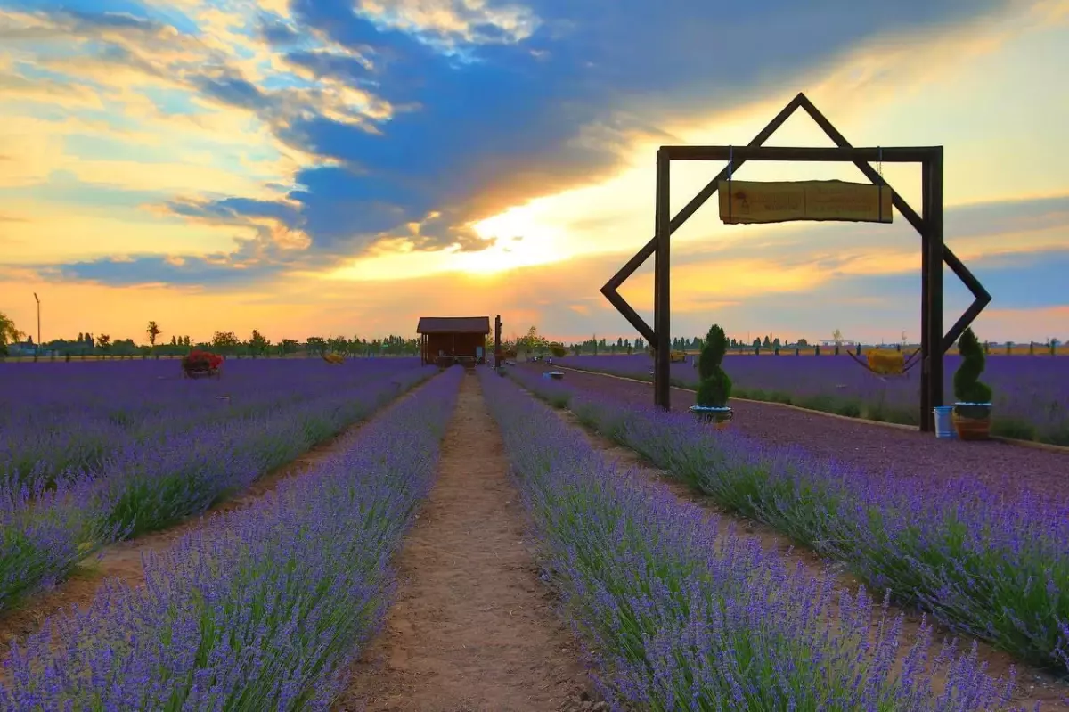 Karatay Belediyesi, Lavanta Bahçesi\'ni büyütüyor