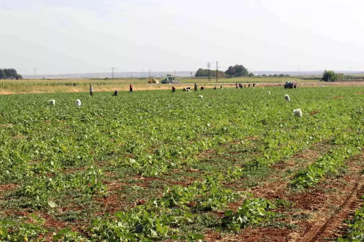 Kilis\'te turşuluk hıtta acur zamanı