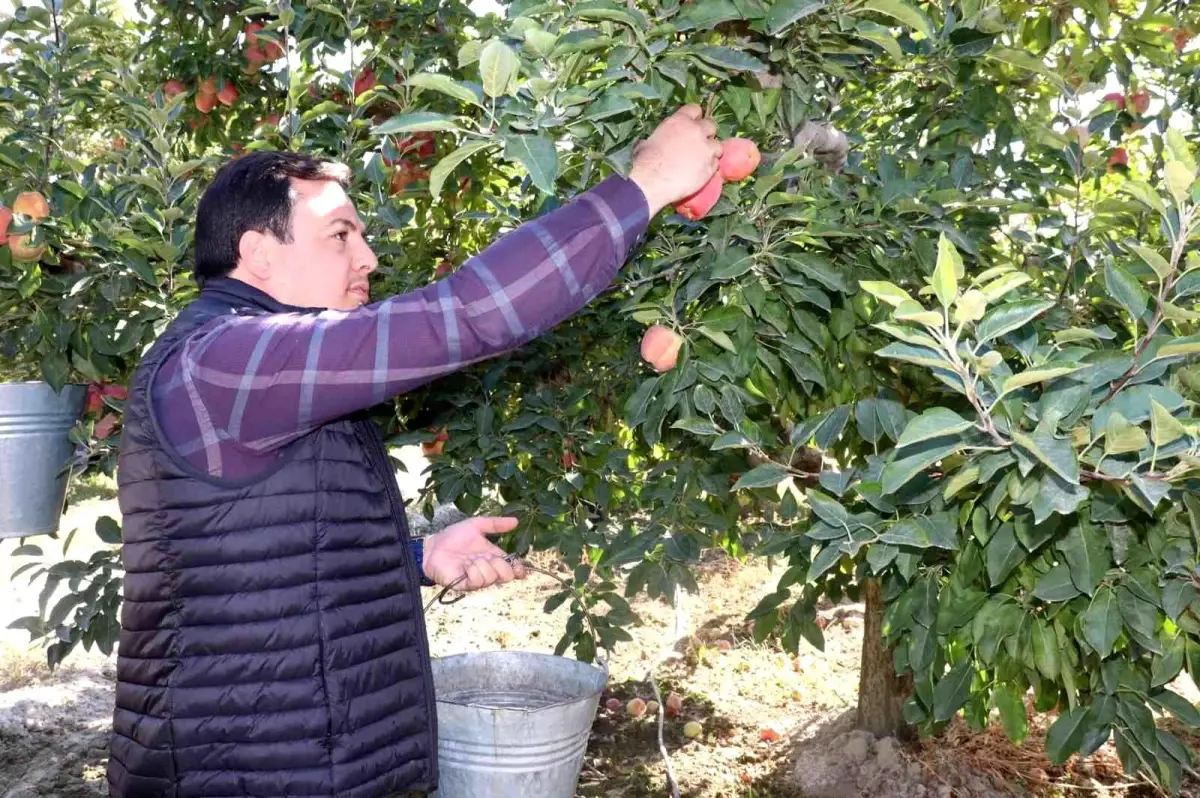 -Korkuteli protokolü elma hasatında