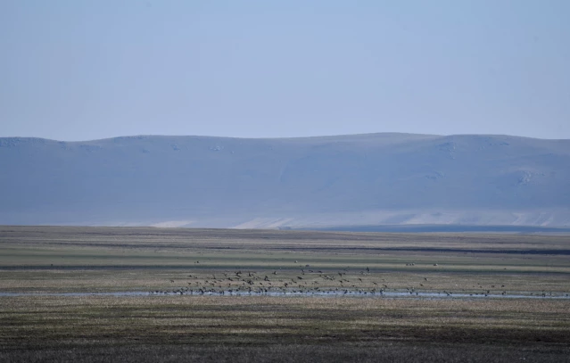 Kuruyan Kuyucuk Gölü sağlanan can suyu ile yeniden kuşları ağırlıyor