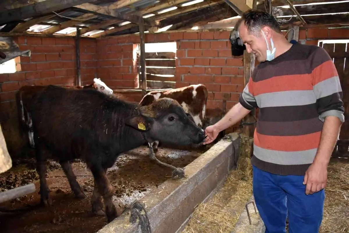 Son Dakika | Manda üreticisinden çağrı: "Zonguldak için en büyük yatırım tarım"