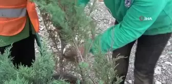 Rize'nin ata tohumları seralarda hayat buluyor