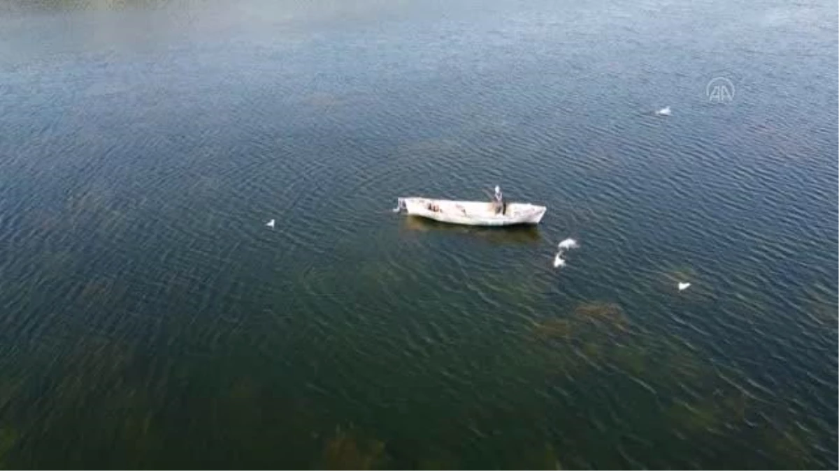 Beyşehir Gölü\'nde teknelerinin peşine takılan martıların balık kapma yarışı