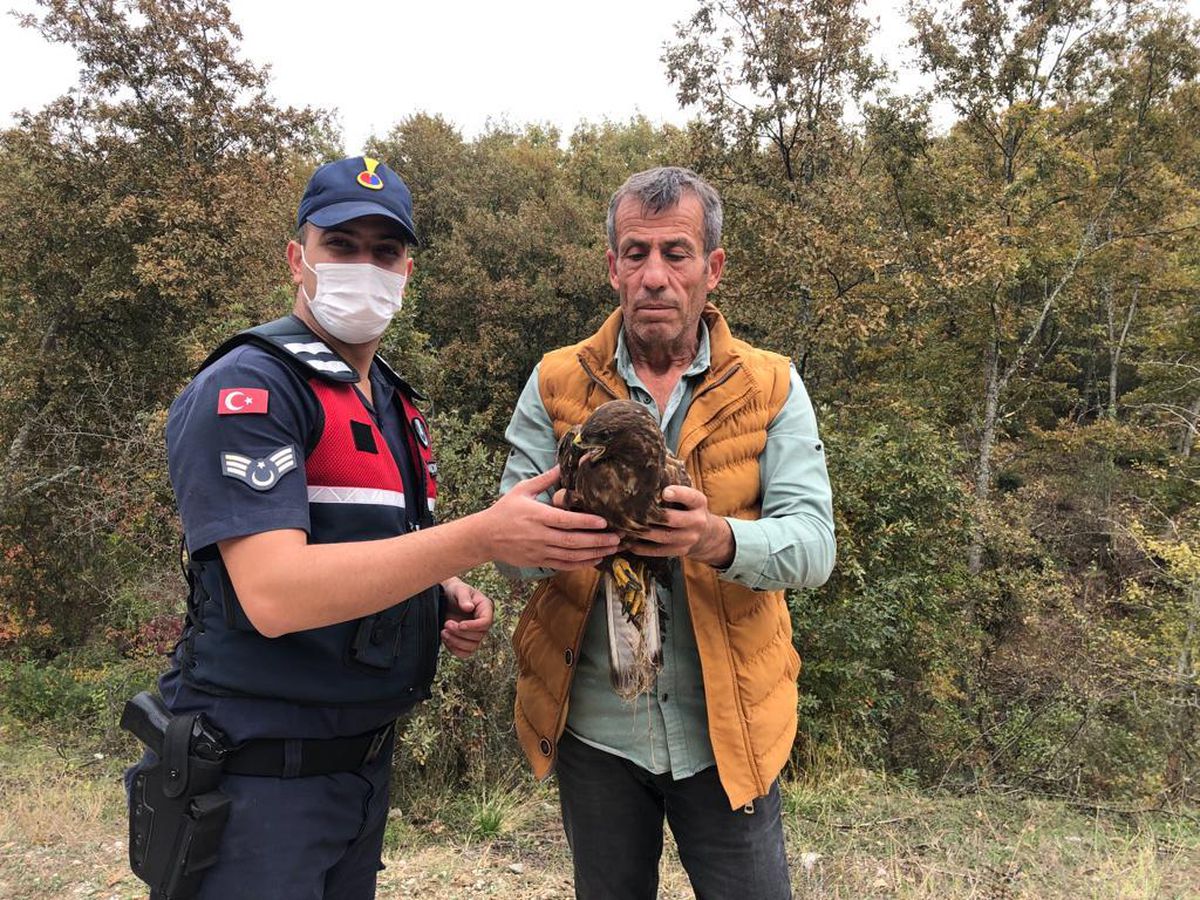 Bilecik\'te yaralı halde bulunan kartal tedavi altına alındı