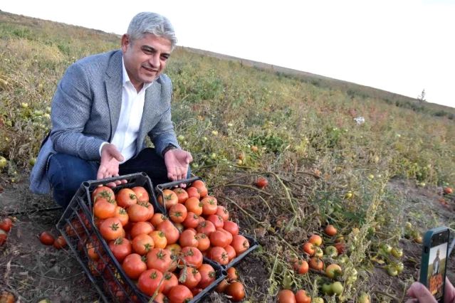 Bitlis'te 200 bin ton domatesten 400 milyon TL gelir bekleniyor