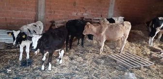 Çaldıkları inekleri kesmek üzereyken yakalandılar