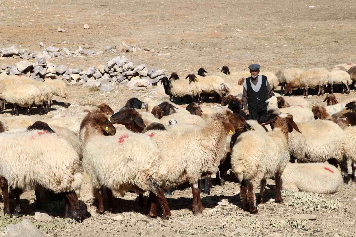 Çoban bile çobana kız vermeyince, kırsaldaki gençler başka işlere yöneliyor