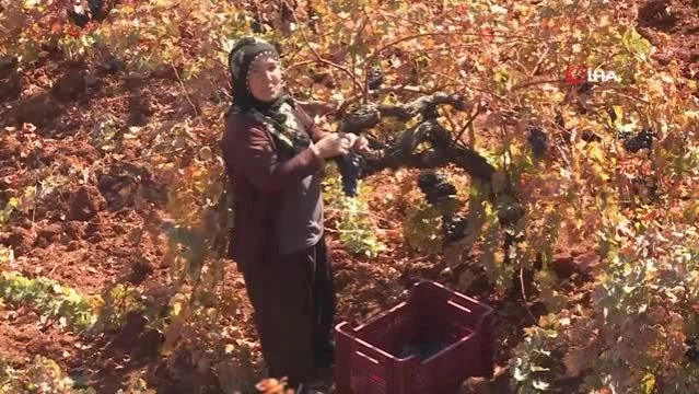 Coğrafi işaretli Boğazkere üzümünde bağbozumu başladı