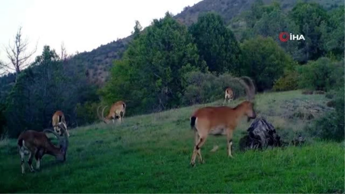 Doğa Koruma ve Milli Parklar fotokapanından yaban hayatı