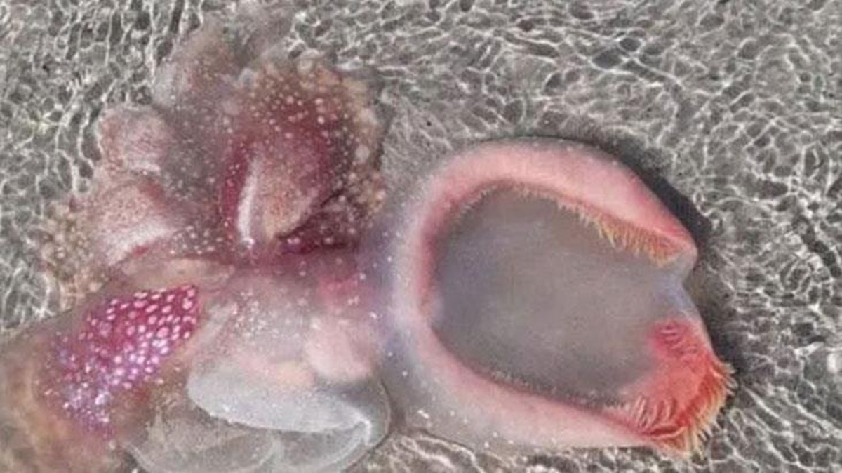 Kumsala vuran gizemli yaratık, bilim insanlarını ayağa kaldırdı