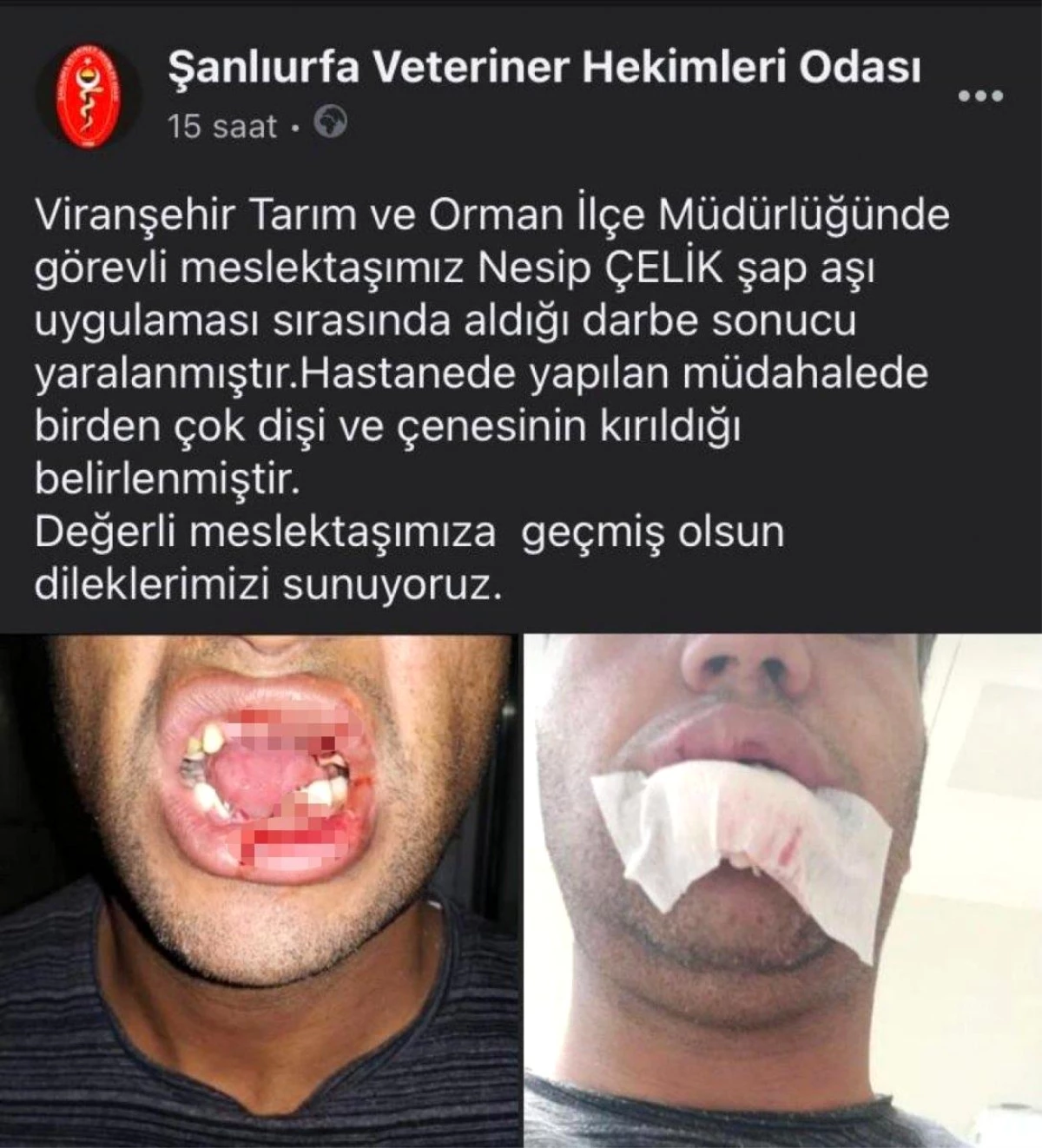 Huysuz inek veterinerin çenesini kırdı