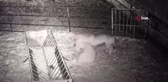 Isparta'da koyun sürüsüne kurt saldırdı, o anlar kameraya yansıdı