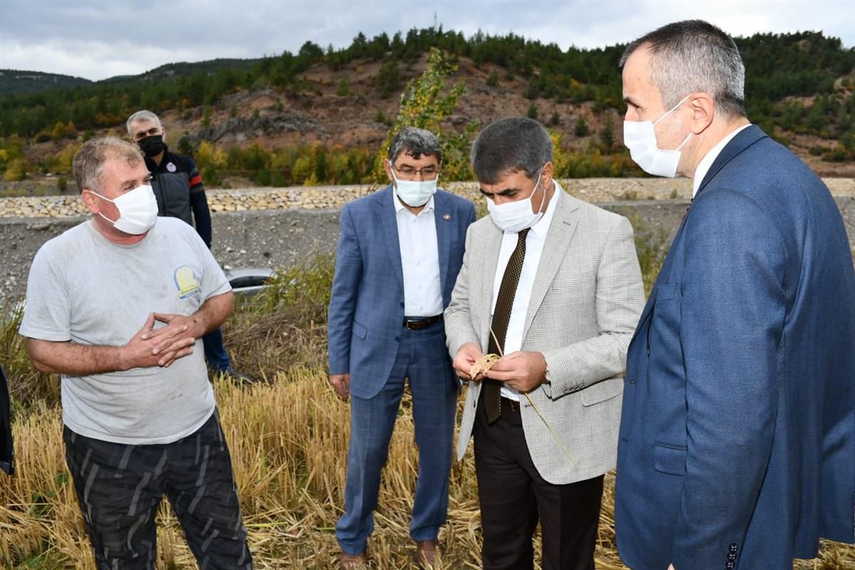Karabük\'te çeltik hasadı sürüyor
