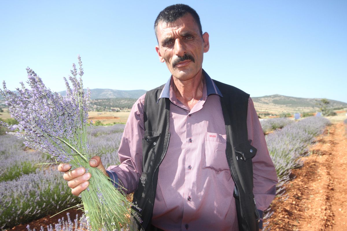 Konya\'nın organik çilek üretim merkezi Hüyük\'te lavanta üretimi yaygınlaşıyor