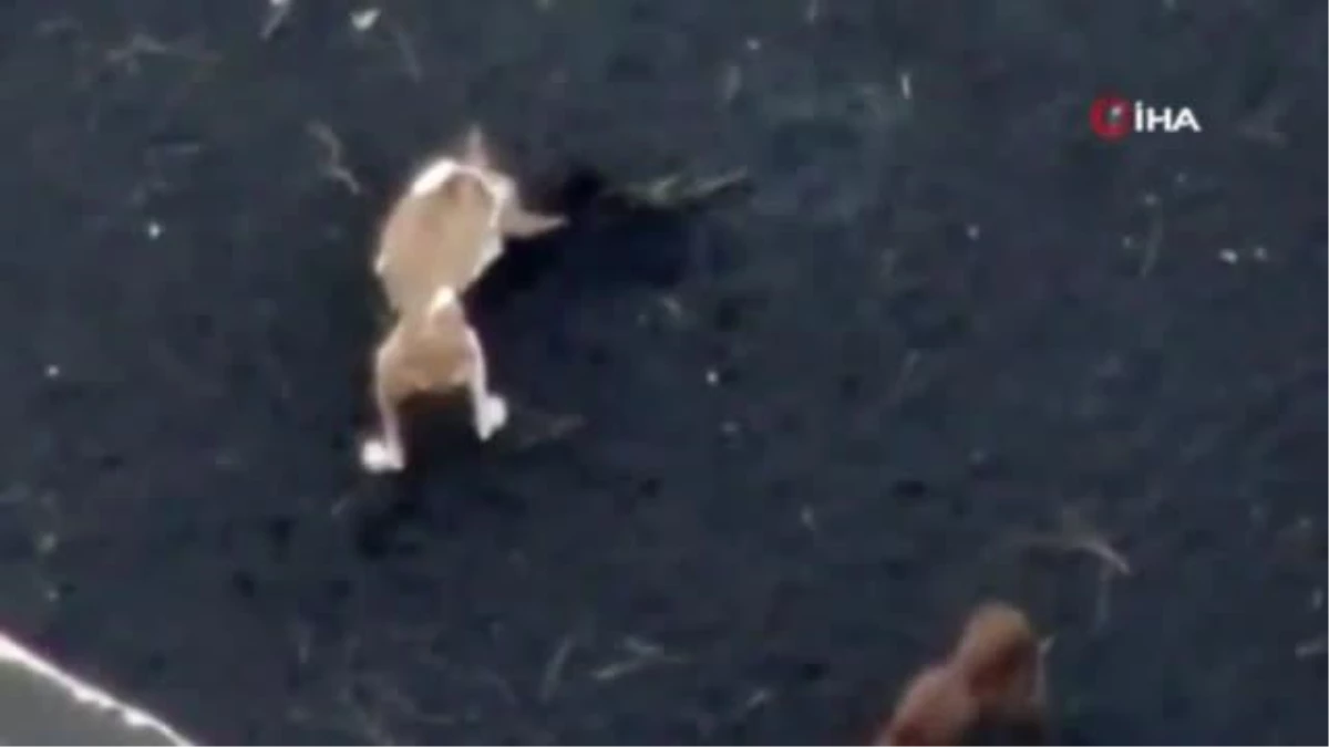 La Palma\'da lavlar arasında kalan hayvanlara dronelarla yiyecek dağıtılıyor