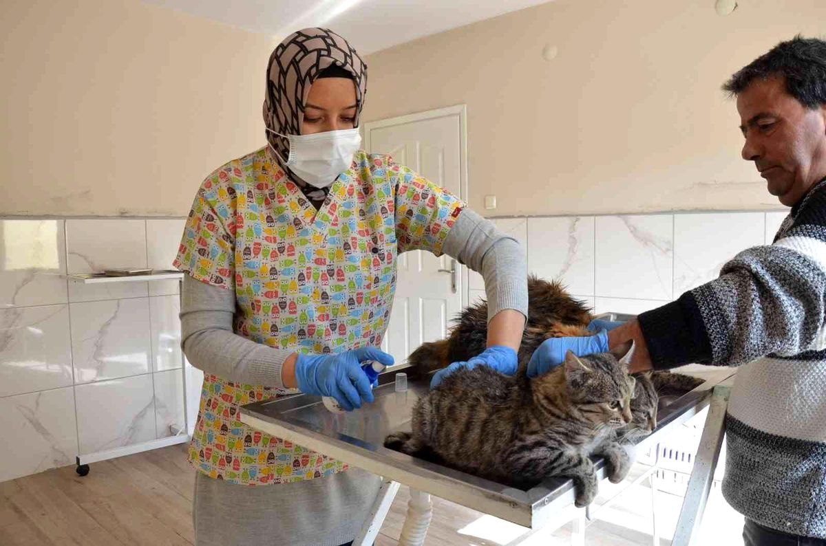 Mahallenin sevimli kedilerine özel bakım ve aşılama yapıldı