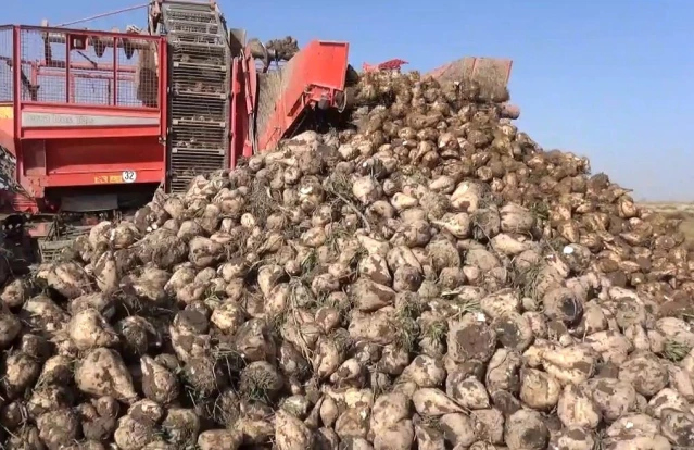 Şeker pancarının üretim üssü Konya'da hasat zamanı
