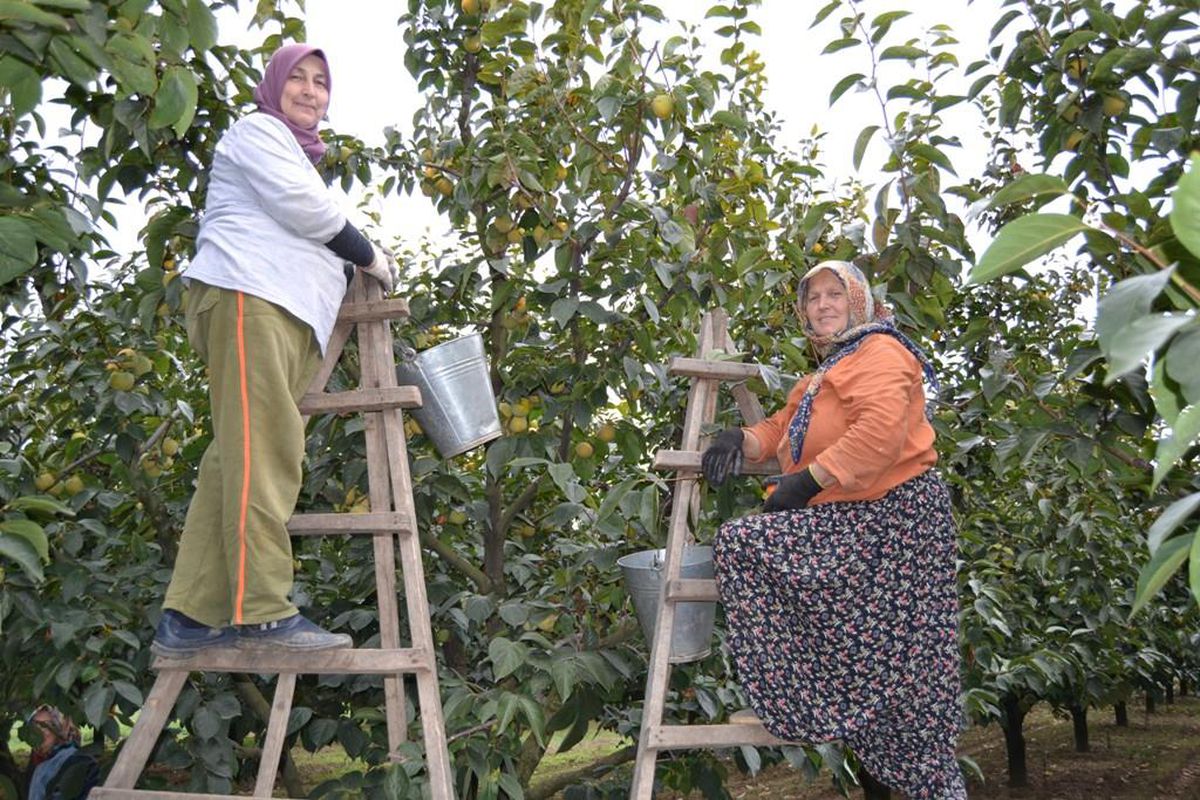 Yalova\'da cennet hurması bahçelerinde hasat başladı