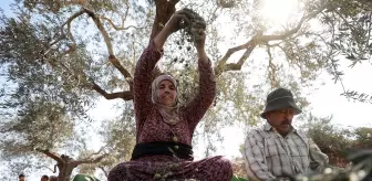 Filistinli çiftçiler Yahudi yerleşimcilerin tehditleri nedeniyle zeytin hasadı sevincini yaşayamıyor