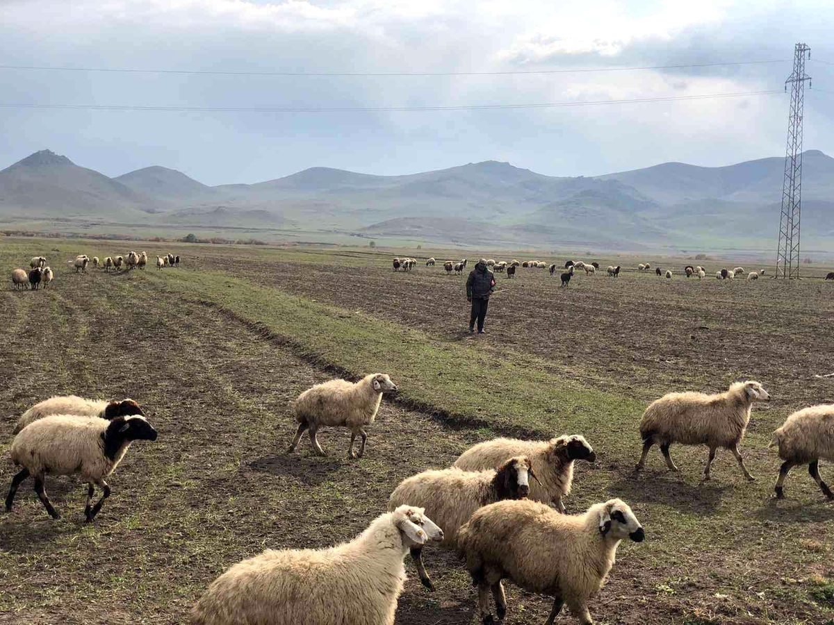 Kars\'ta sıcak hava küçükbaş hayvanlara yaradı