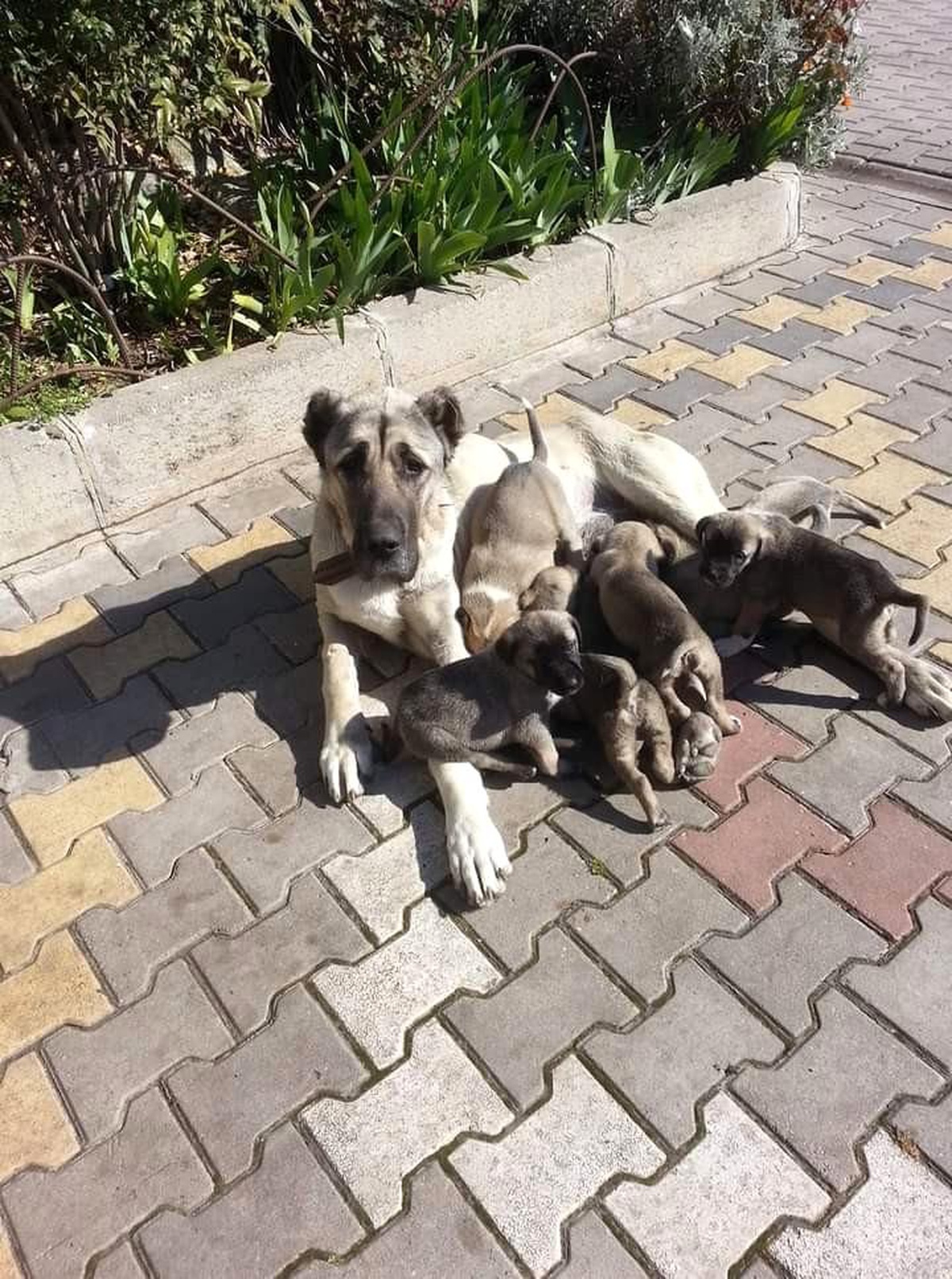 Köpeği öldüren çobana para cezası