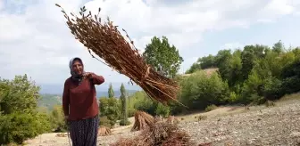 Osmaniye'de susam hasadı başladı