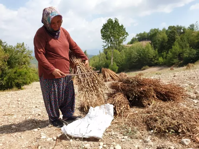 Osmaniye'de susam hasadı başladı