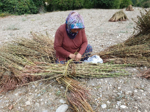 Osmaniye'de susam hasadı başladı