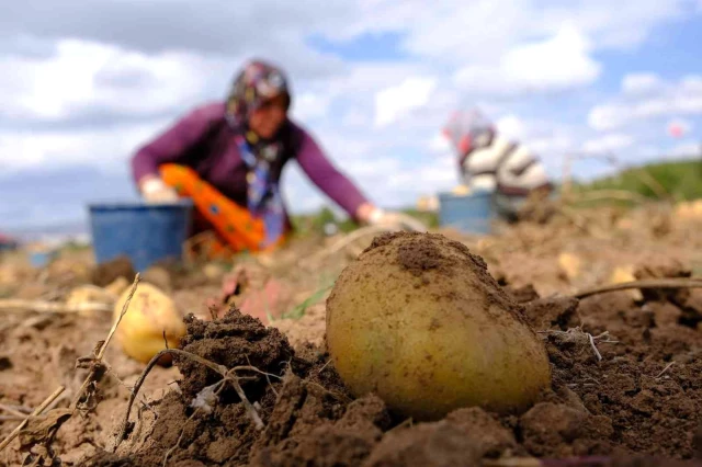 Sivas'ta patates üretiminde rekor! Fiyatlar üreticinin yüzünü güldürüyor