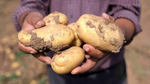 Sivas'ta patates üretiminde rekor! Fiyatlar üreticinin yüzünü güldürüyor