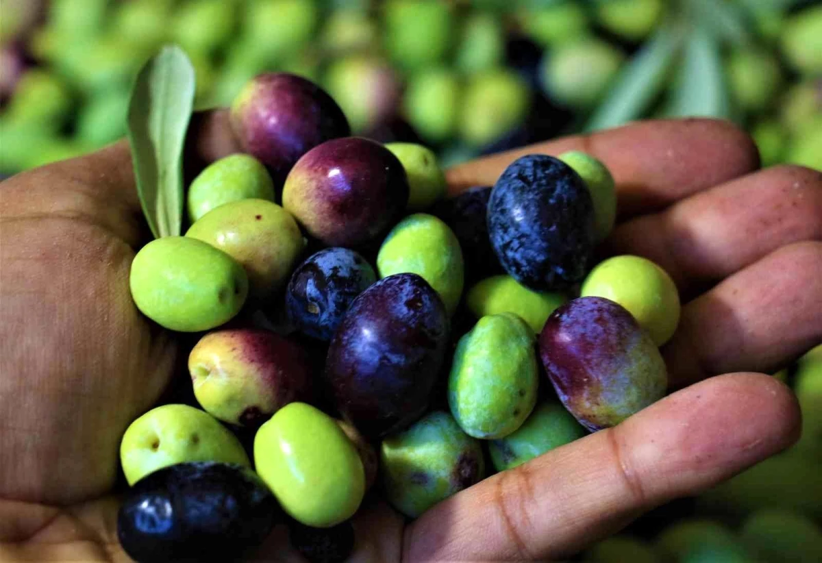 Tescille önü açılan Mut zeytinyağı Avrupa\'ya ihraç edilmeye başladı