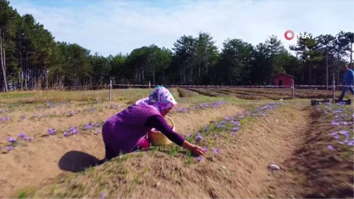 Uluslararası öğrenciler "Safran Çiçeği" hasadı yaptı