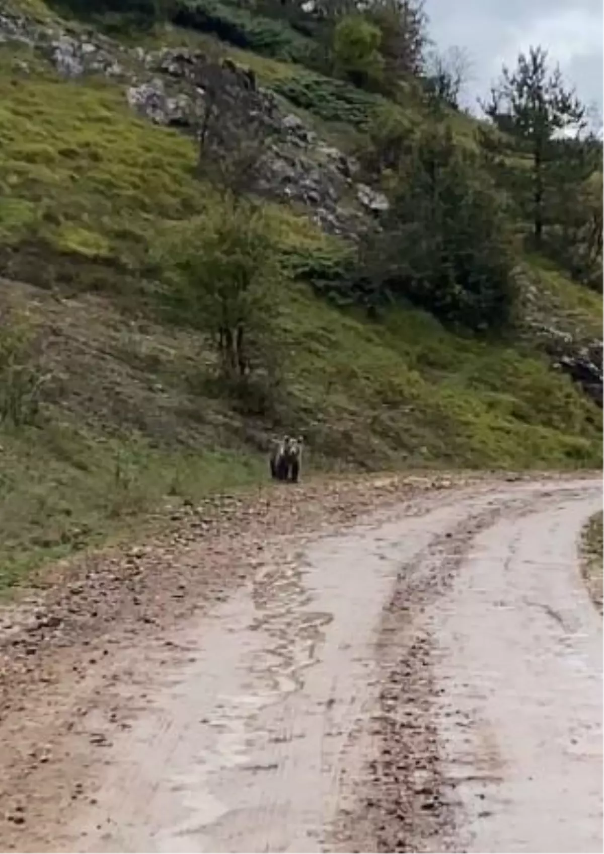 Yolda karşılaştığı ayıya böyle seslendi