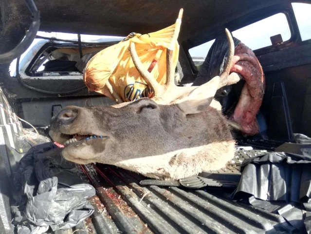 Avcıların kamyoneti takla attı, bagajda avlanması yasak geyik bulundu
