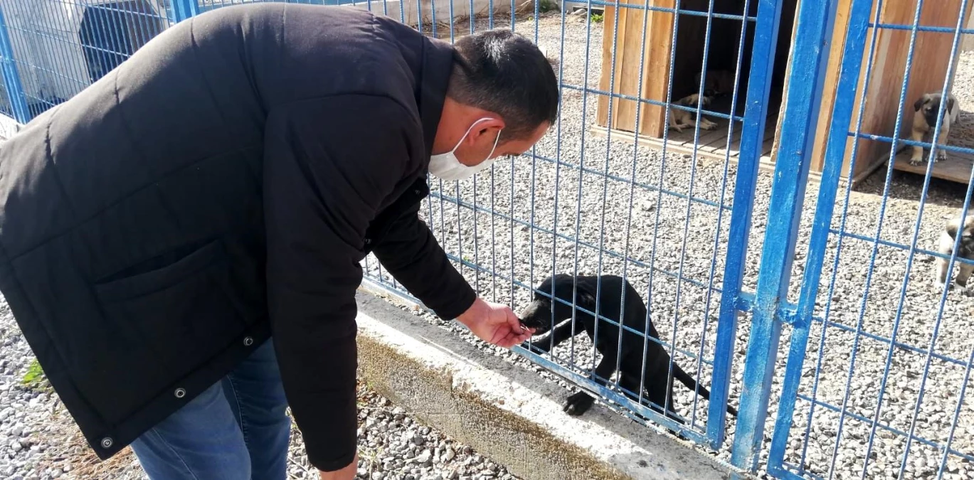 Hayvan Bakımevi ve Rehabilitasyon Merkezi sokak hayvanlarına ev sahipliği yapıyor