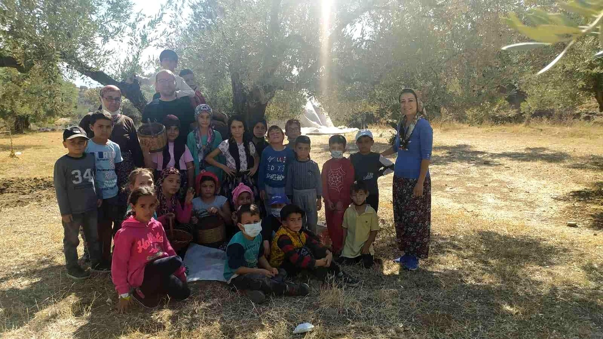 Son dakika haber | Minik öğrencilerden yöresel kıyafetlerle zeytin hasadı