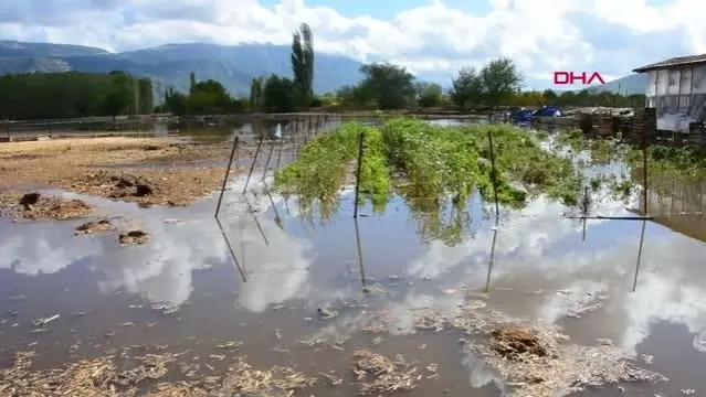 Muğla'da şiddetli yağış; tarım arazilerini su bastı, hayvanlar öldü