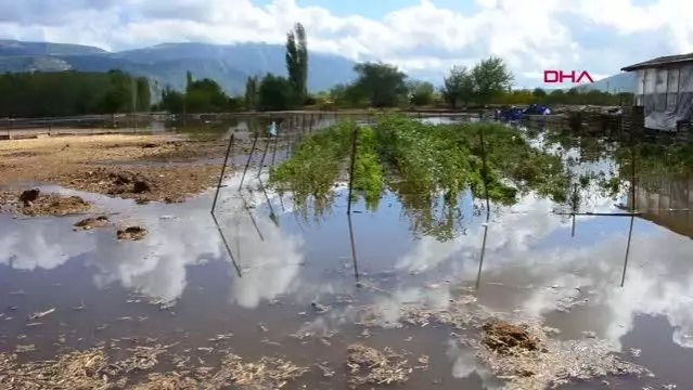 Muğla'da şiddetli yağış; tarım arazilerini su bastı, hayvanlar öldü