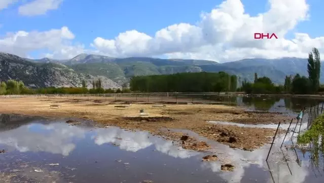 Muğla'da şiddetli yağış; tarım arazilerini su bastı, hayvanlar öldü