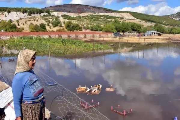 Muğla'da şiddetli yağış; tarım arazilerini su bastı, hayvanlar öldü