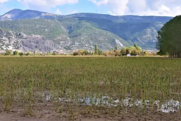 Muğla'da şiddetli yağış; tarım arazilerini su bastı, hayvanlar öldü