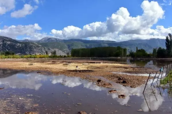 Muğla'da şiddetli yağış; tarım arazilerini su bastı, hayvanlar öldü